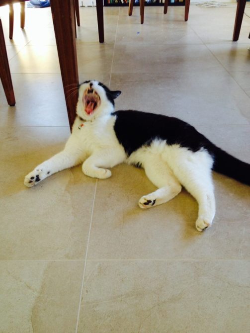 10653501_553645368114888_2688701816342181583_n