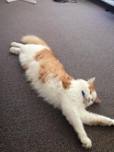 11002627_878849968841901_1120460580813436532_n